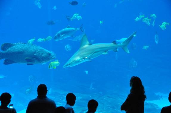 Observando tubarões no Aquário de Atlanta, na Georgia - EUA